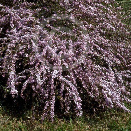 Leptospermum Pink Cascade, Manuka - 2.5Ltr