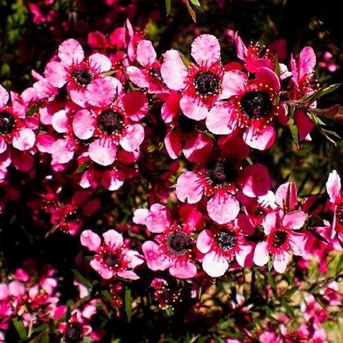 Leptospermum keatleyii, Manuka - 2Ltr