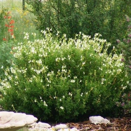 Salvia Snow White - 1.4Ltr