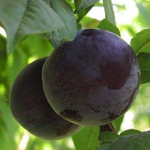 Plum Spring Satin, Plumcot