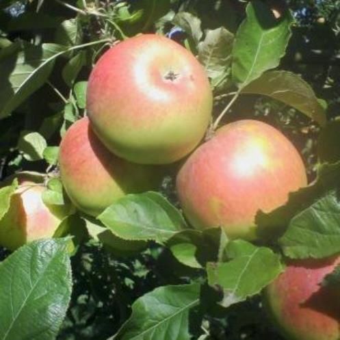 Apple Ballarat - Pb12