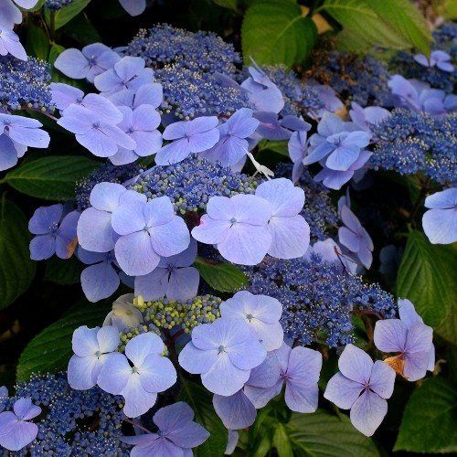 Hydrangea Blue Wave - Pb6.5