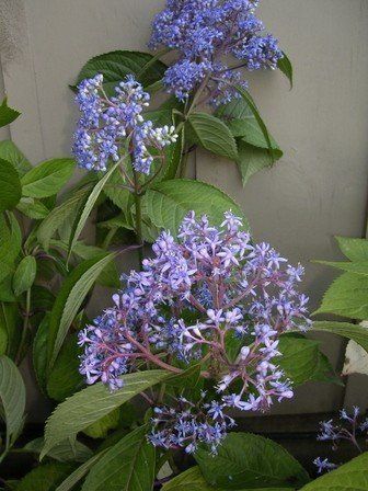 Dichroa Blue Sapphire - Pot