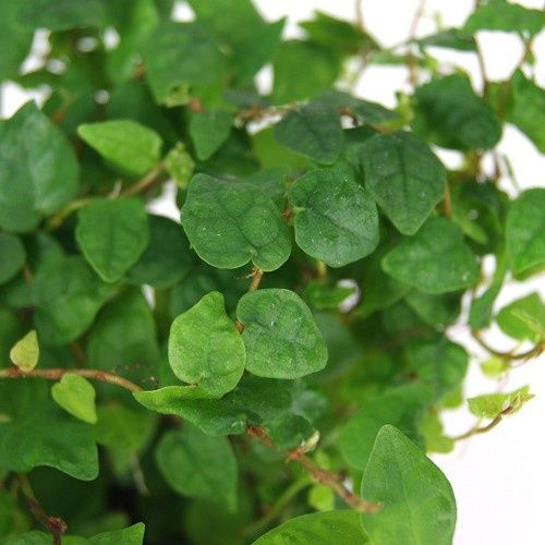 Ficus pumila Minima - Pot