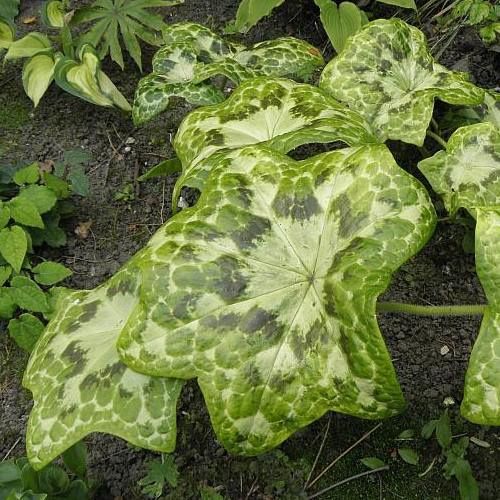 Podophyllum d. Kaleidoscope, Mandrake - Pb6.5