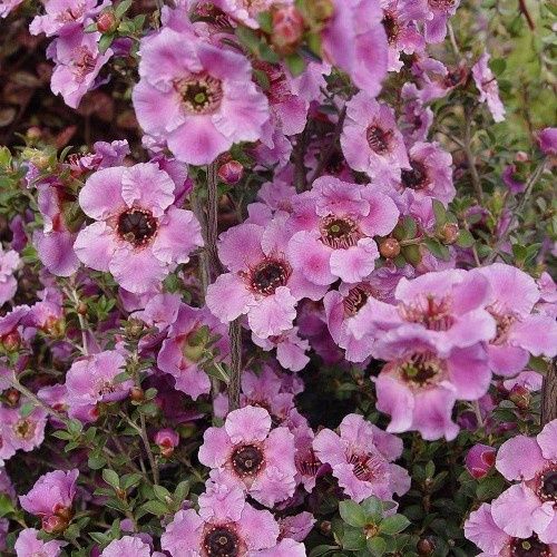 Leptospermum Galaxy, Manuka - 2.5Ltr