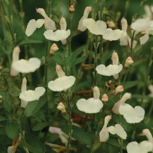 Salvia Cream - 1.4Ltr