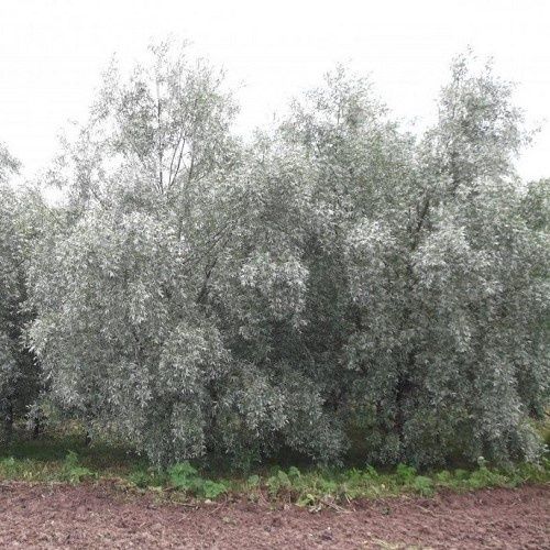 Populus alba Pyramidalis, White Poplar - Pb40