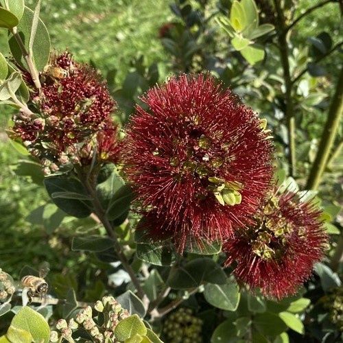 Metrosideros Mistral - Pb5