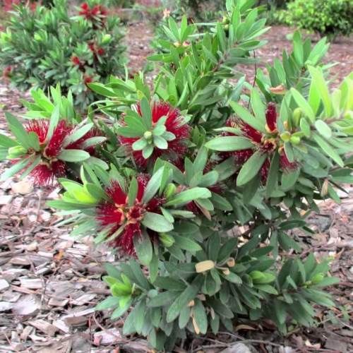 Callistemon Better John - 3.5Ltr/4Ltr