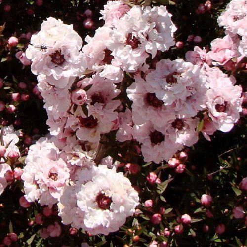 Leptospermum Blossom, Manuka - Pb5 (20/30)