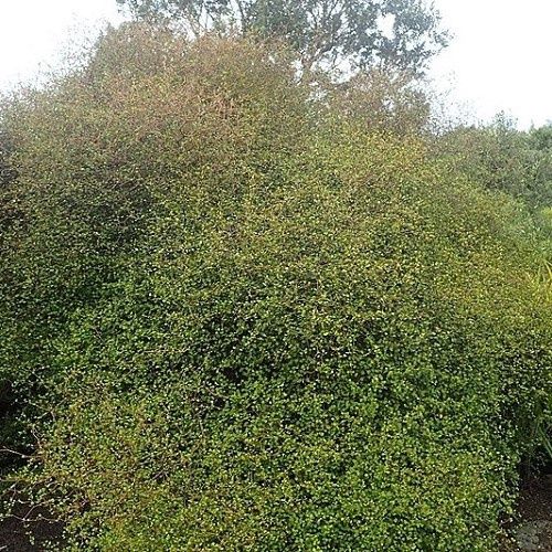 Muehlenbeckia astonii, Shrubby Tororara - Pot
