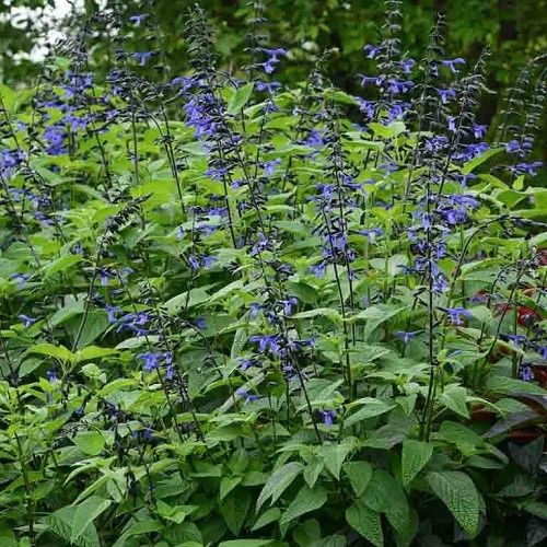 Salvia Black And Blue - 1.4Ltr