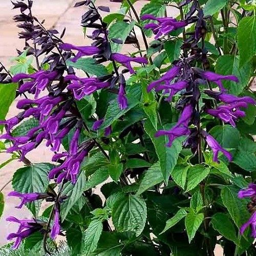 Salvia Amistad - 2Ltr