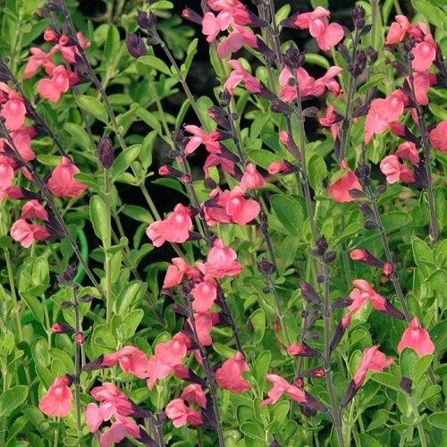 Salvia La Siesta, Sage - Pb3