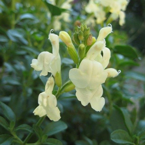 Salvia g. Endless Summer Cream - 1.5Ltr