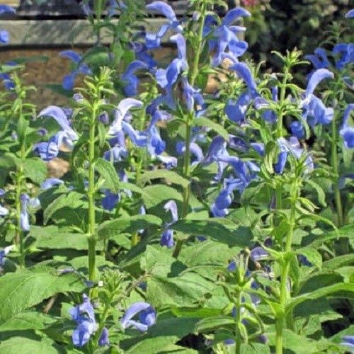 Salvia Blue Angel, Gentian Sage - 1.5Ltr