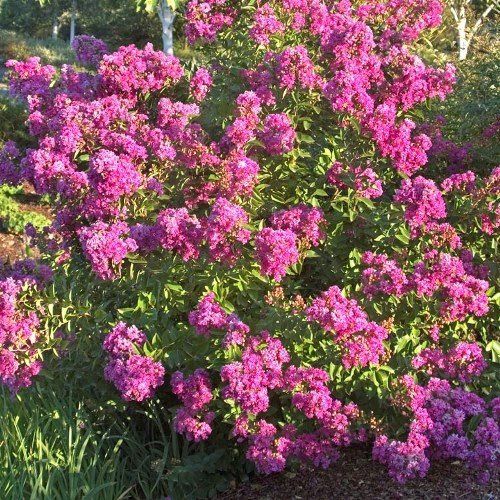 Lagerstroemia Petite Orchid, Crepe Myrtle - Pb6.5 (30/40 )