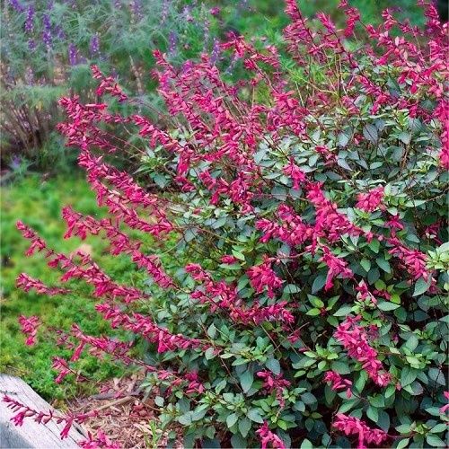 Salvia Wendy's Wish, Sage - 1.3Ltr