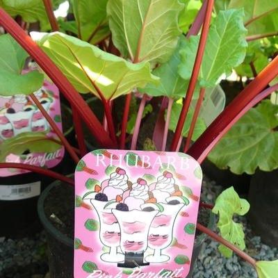 Rhubarb Pink Parfait