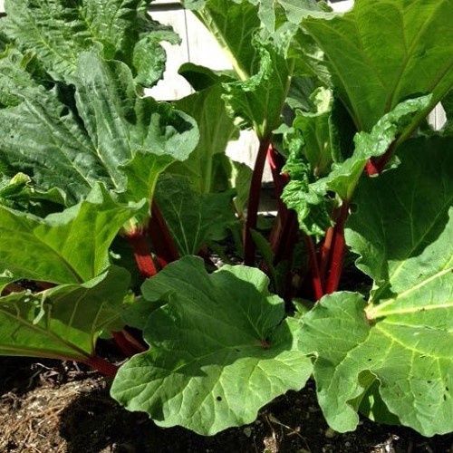 Rhubarb Claret Cobbler - 2Ltr