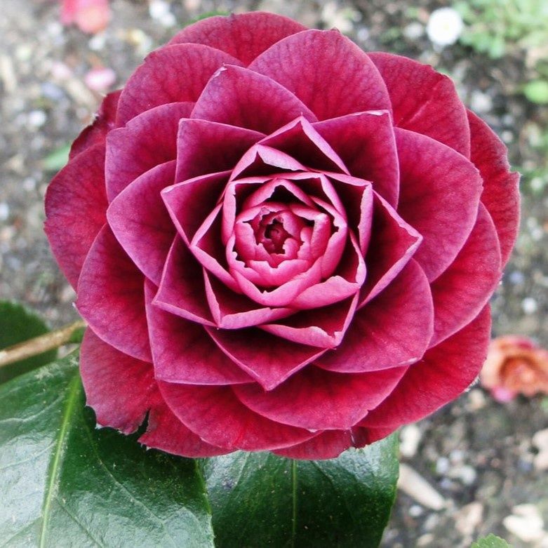 Camellia Sir Victor Davis