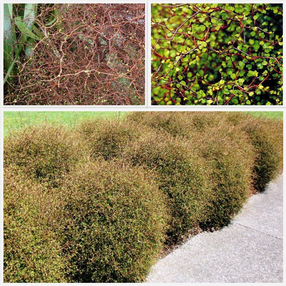 Muehlenbeckia astonii, Shrubby Tororara - 1.5Ltr/2Ltr