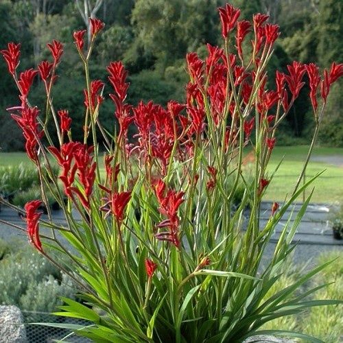 Anigozanthos Royal Mist, Kangaroo Paw -2Ltr
