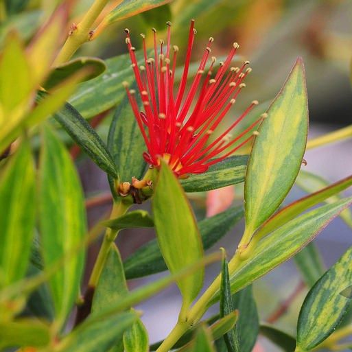 Metrosideros umbellata Moonlight