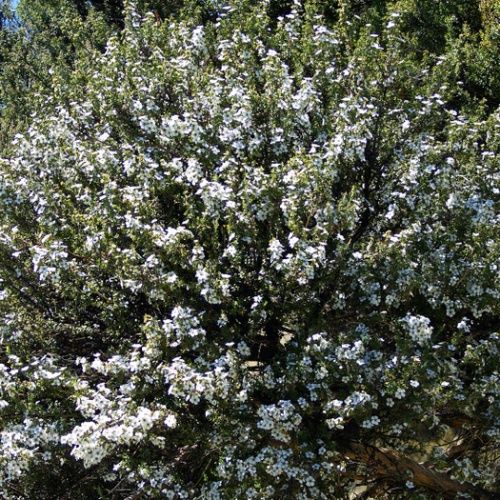 Leptospermum scoparium, Manuka - Pot