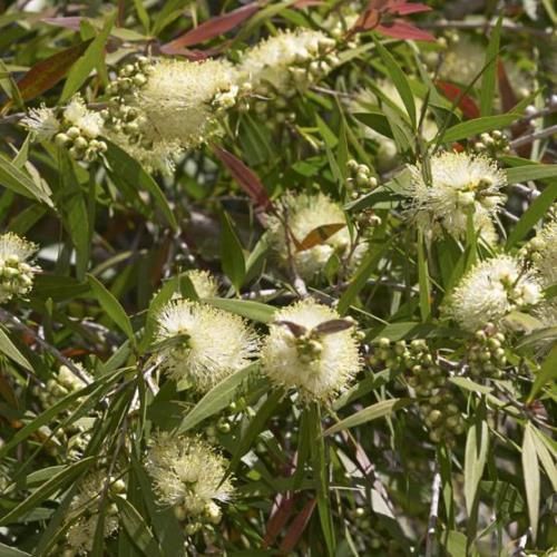 Callistemon salignus, Willow Bottlebrush - Pb12/Pb28