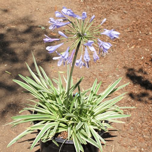 Agapanthus Tinkerbell - Pot