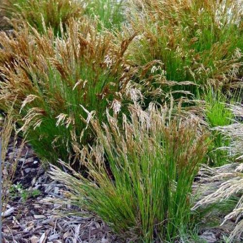 Restio festuciformis, Green Grass Reed - Pb5/2.5Ltr