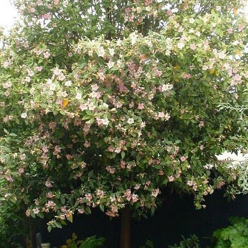 Lagunaria patersonii, Norfolk Island Hibiscus - Pb6.5