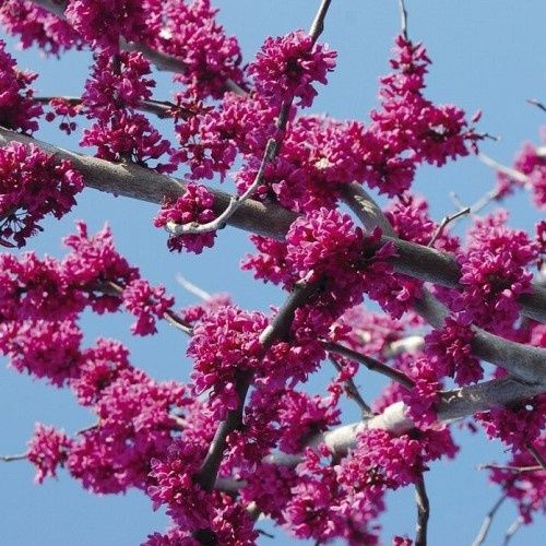 Cercis x Oklahoma - Pb28