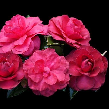 Camellia Paradise Exotic Jewel