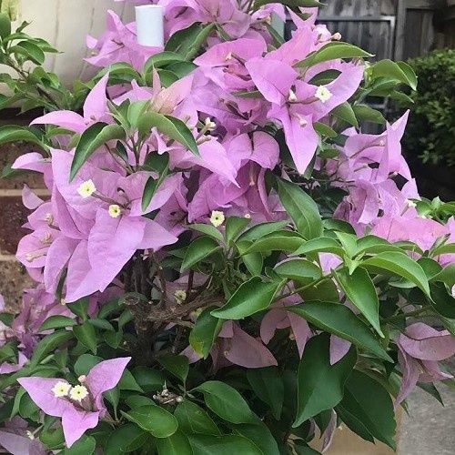 Bougainvillea Marlu - 2Ltr