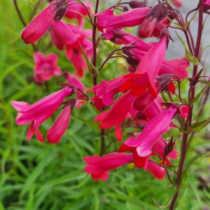 Penstemon Firebird