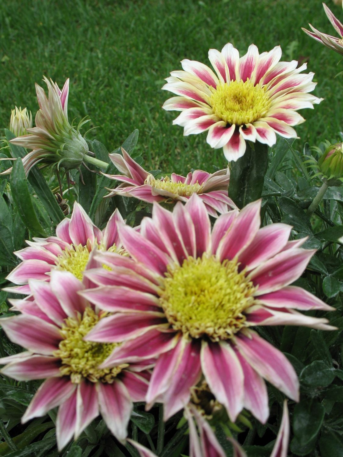 Gazania Krakatoa, Treasure Flower - 2Ltr