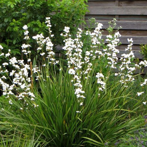Libertia formosa - Pot