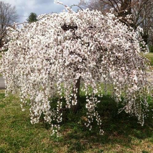 Prunus Perpendens - Pb40 (std)