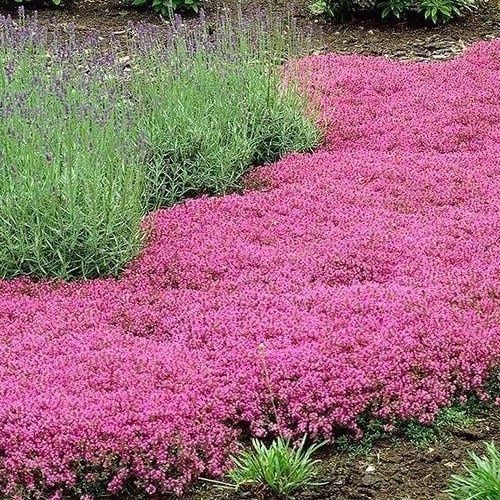Thymus Ruby Carpet, Creeping Thyme - 1Ltr