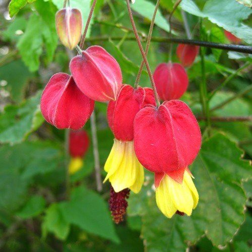 Abutilon megapotamicum - Pb6.5