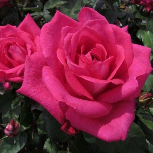 Rose Showpiece Lipstick - 2.5Ltr