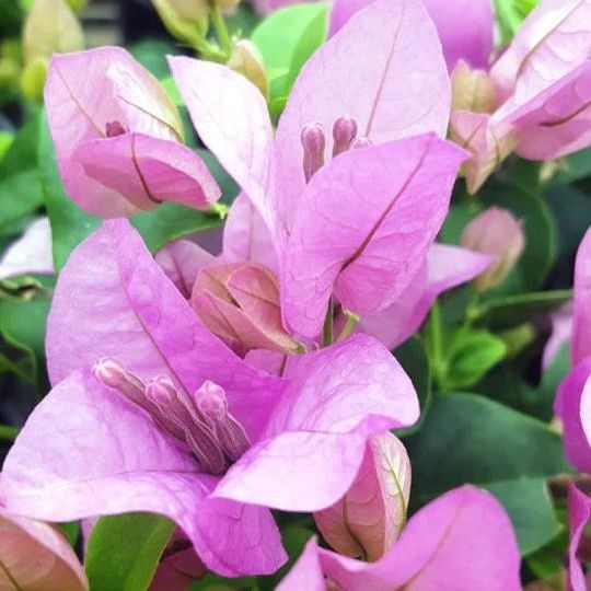 Bougainvillea Nonya