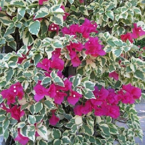 Bougainvillea Zuki - 2Ltr