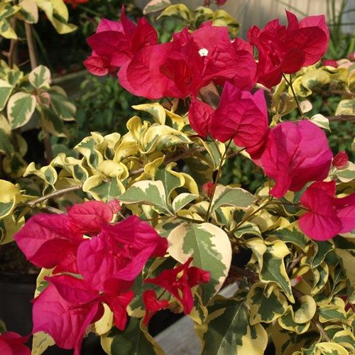 Bougainvillea Tropic Rainbow - 1.5Ltr (20/50)
