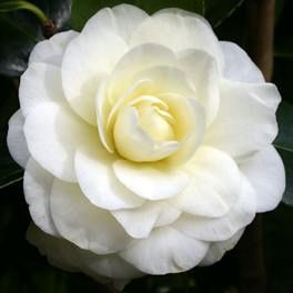 Camellia Lemon Drop - Pb6.5 (30/60)