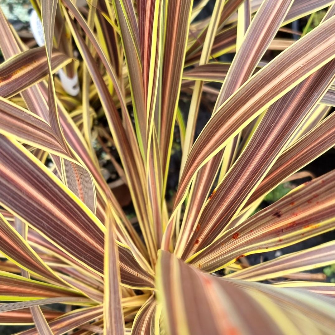 Phormium x Golden Earth