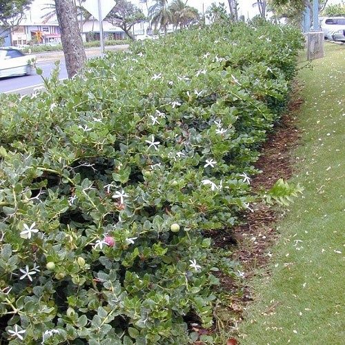 Carissa Emerald Star, Natal Plum - 2.5Ltr